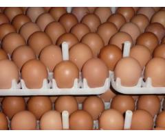 Chicken Fresh Brown / White Table Eggs for Human Consumption