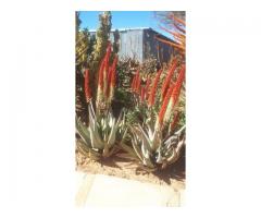 ALOE VERA PLANTS