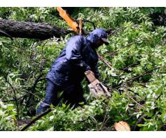 Garden Service and Tree Service