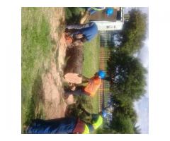 Dmike treefelling, transplanting and tree removal
