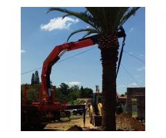 Dmike treefelling, transplanting and tree removal
