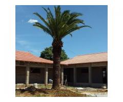 Dmike treefelling, transplanting and tree removal