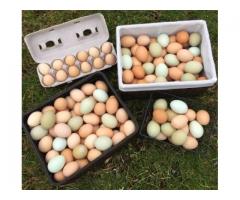 Farm Fresh Free Range Organic Eggs