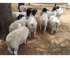 Certified Organic Sheep/Lambs for Sale