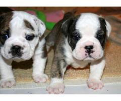 Gorgeous English Bulldogs Still Searching For A New Family