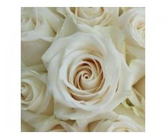 Fresh flowers for sale Western Cape