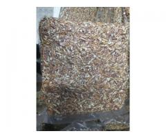 Shelled Pecan Nuts at Wholesale Prices
