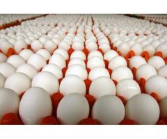 Fresh Brown/white chicken Eggs for sale