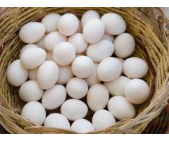 Fresh Brown/white chicken Eggs for sale