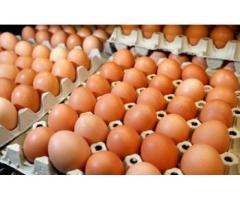 We Are Wholesaler Of Fresh Chicken Eggs From The Farms