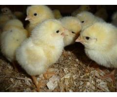 A Grade Day Old Broiler Chicks (100/Box)