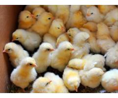A Grade Day Old Broiler Chicks (100/Box)