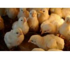 A Grade Day Old Broiler Chicks (100/Box)