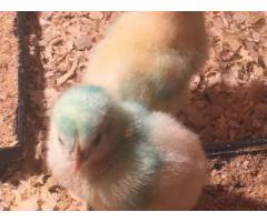 Ross 308/ Cobbs 700 A Grade Day Old Broiler Chicks (100/Box)