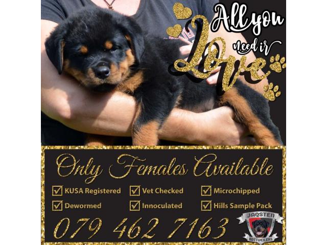 KUSA Registered Rottweiler Pups - 1/1