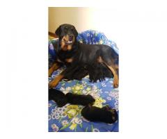 rottweiller pups