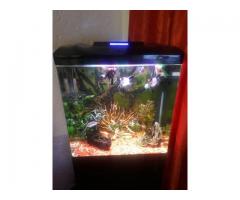 Fish tank with accessories