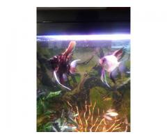 Fish tank with accessories