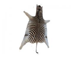 Genuine Burchell’s Zebra skin in South Africa