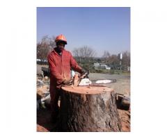 Weltevredenpark Tree Felling 0734421108