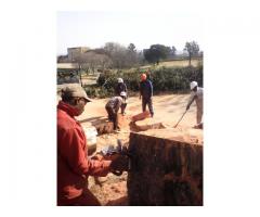 Weltevredenpark Tree Felling 0734421108