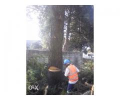 Weltevredenpark Tree Felling 0734421108