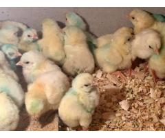 Premium Grade Ross 308/ Cobbs 700 Day Old Broiler Chicks (100/Box)