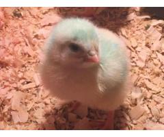 Premium Grade Ross 308/ Cobbs 700 Day Old Broiler Chicks (100/Box)
