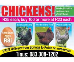 Chickens for sale