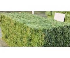 Green Alfalfa And Lucerne Hay