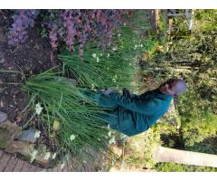 Gardener (R200/day) - Hilton, Howick, Merrivale