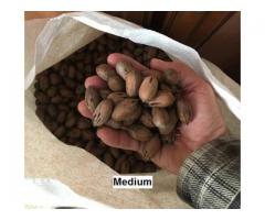 Buy Shelled Pecan Nuts at Wholesale Prices