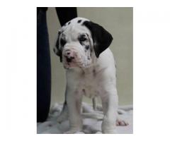 Harlequin great dane puppies for sal