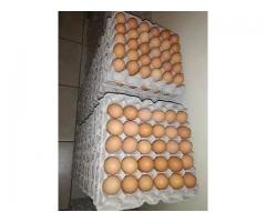 Eggs xl fresh available