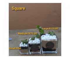 Square glass vase with succulent starting at R40.00
