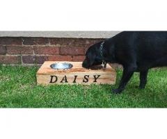 Pet food stand