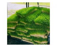 Greenfeed® Foddder unit