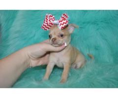 Tea cup chihuahua puppies