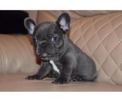 KUSA Reg French Bulldog Female puppies available