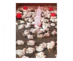quality broiler chickens for sale