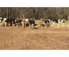 holstein heifers for sale