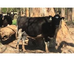 holstein heifers for sale