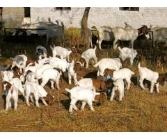 500 boer goats and sheep available