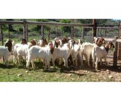 500 boer goats and sheep available