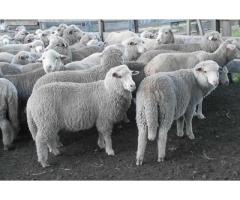500 boer goats and sheep available
