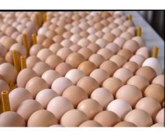 Grade A Fresh farm eggs for sale