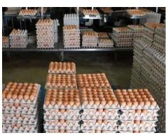 Premium fresh farm eggs for sale