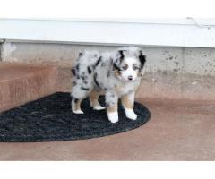 KUSA Australian Shepherd Puppies Blue Eyes