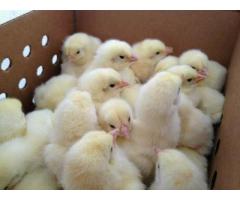 DAY OLD CHICKS AND Broiler Hatching Eggs Cobb 500 and Ross 308