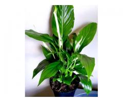 Beautiful quality indoor plants available